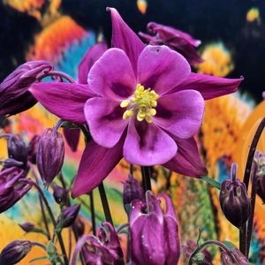 Meet your Posher, Posh